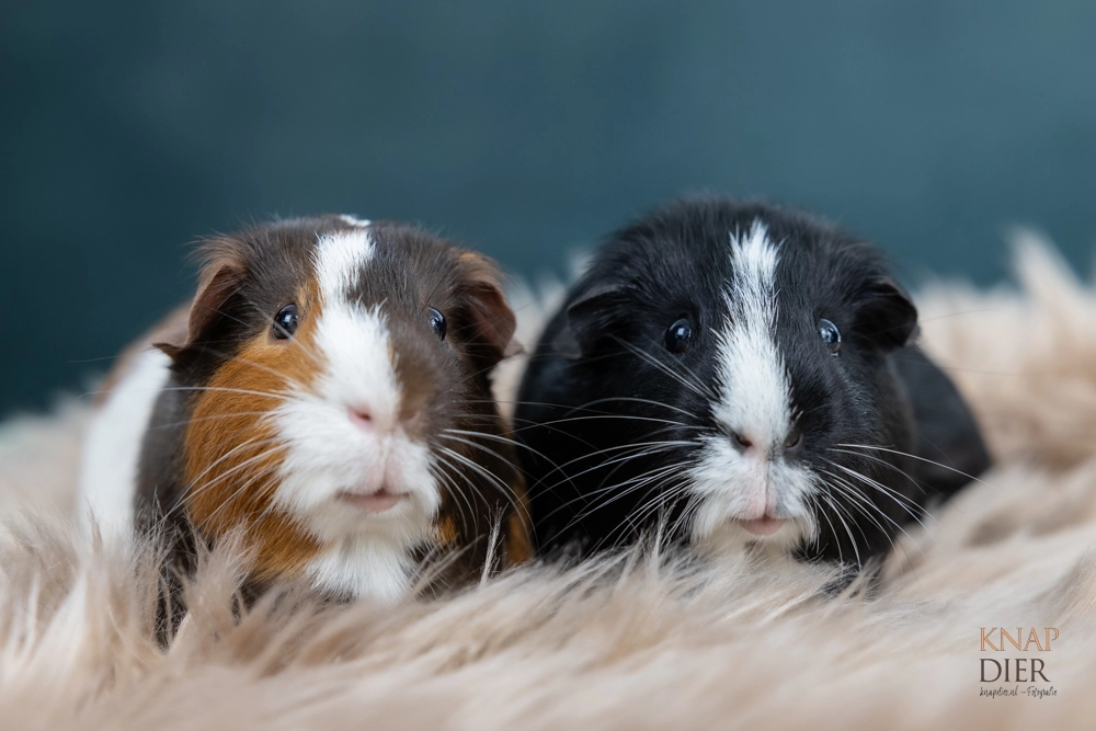 /images/evenementen/huisdierenshoot/cavia.webp